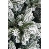 Brad artificial Polar Shine 270 cm QC445, 1750 Ramuri 2D + 3D PE, Circumferinta Bazei 339 cm